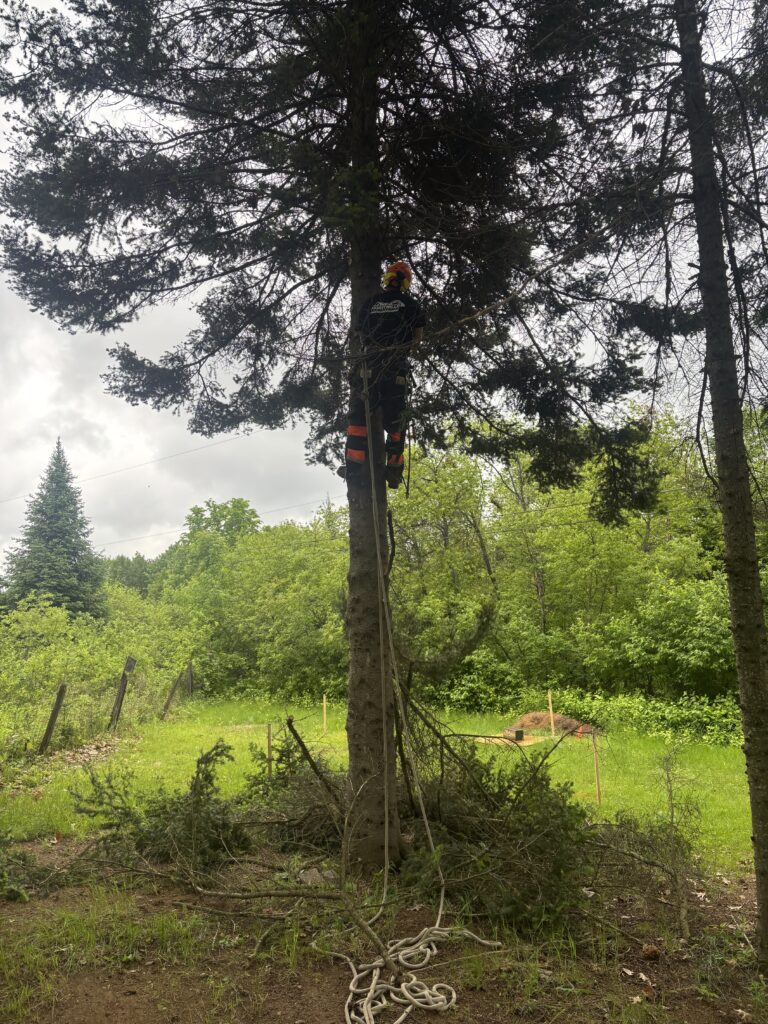 tree branch removal